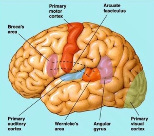 7 areas of brain